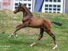 dressage horse Falco BMK (Austrian Warmblood, 2023, from Feliciano)