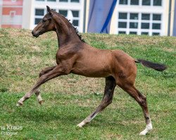 dressage horse Falco BMK (Austrian Warmblood, 2023, from Feliciano)