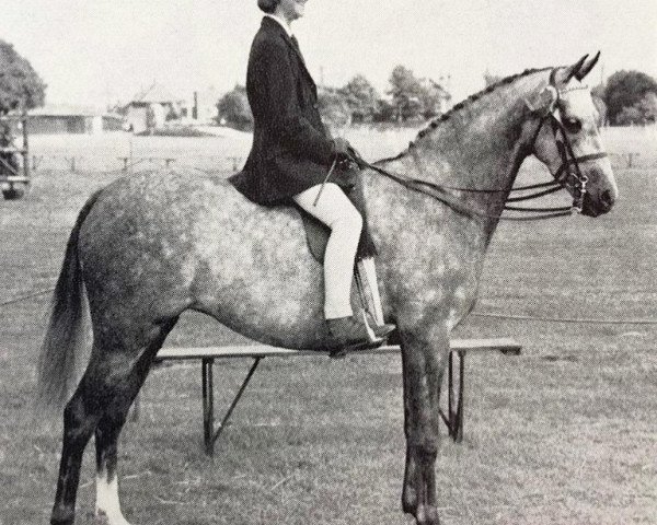 Zuchtstute Jenny Wren (British Riding Pony,  , von Bwlch Valentino)