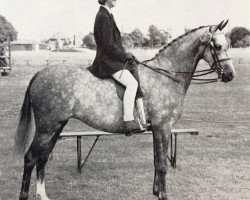 broodmare Jenny Wren (British Riding Pony,  , from Bwlch Valentino)