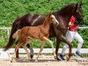 dressage horse Lennon (Austrian Warmblood, 2023, from Lennox U.S.)