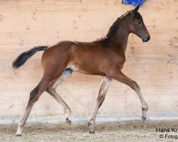 dressage horse Gladiator M (Austrian Warmblood, 2023, from Galaxy)