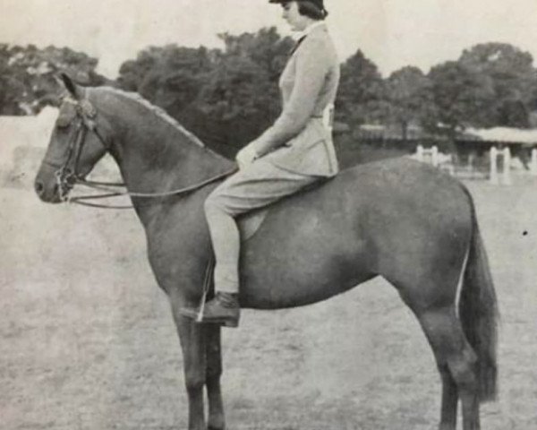 broodmare My Pretty Maid (British Riding Pony, 1947, from Naseel ox)