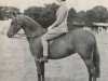 Zuchtstute My Pretty Maid (British Riding Pony, 1947, von Naseel ox)