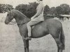 broodmare My Pretty Maid (British Riding Pony, 1947, from Naseel ox)