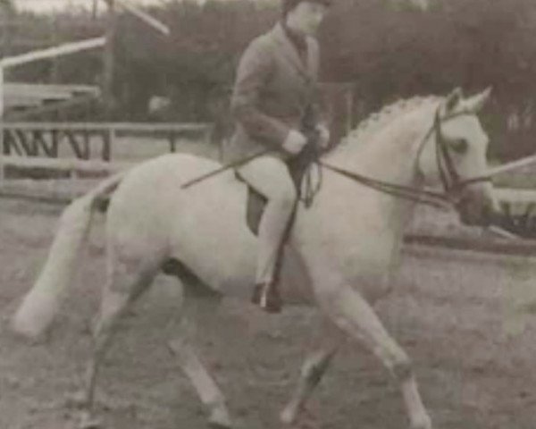 Deckhengst Downland Kestrel (Welsh Pony (Sek.B), 1970, von Downland Dragoon)