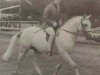 Deckhengst Downland Kestrel (Welsh Pony (Sek.B), 1970, von Downland Dragoon)