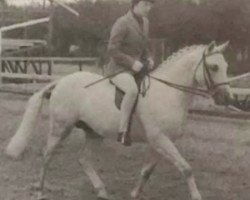 stallion Downland Kestrel (Welsh-Pony (Section B), 1970, from Downland Dragoon)