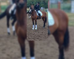 broodmare Despacita L (Hanoverian, 2018, from Destano)