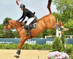 jumper Hunter St Anna Z (Zangersheide riding horse, 2007, from Baron Cento Heldenlaan)