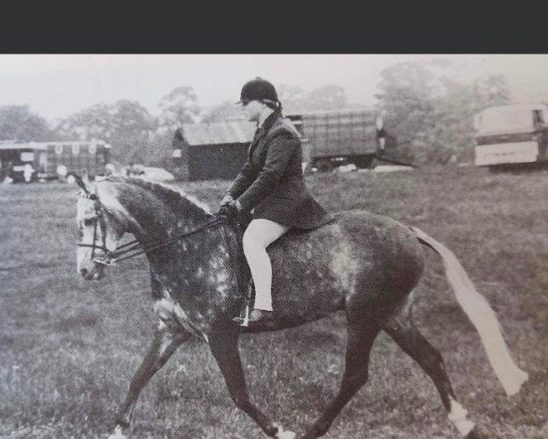 horse Springs Martingale (Arab half breed / Partbred, 1971, from Bwlch Hill Wind)