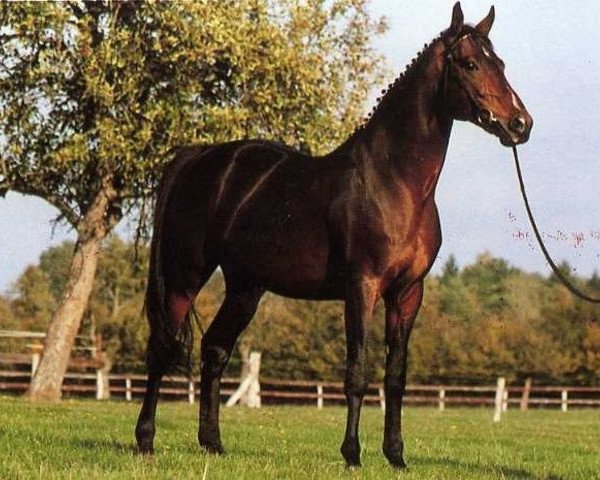 horse First Trinity xx (Thoroughbred, 1979, from Riverman xx)