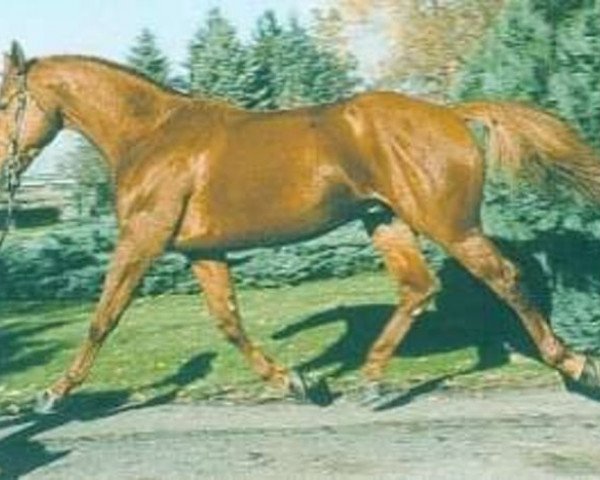 stallion Empir de la Pierre (Selle Français, 1992, from Quidam de Revel)