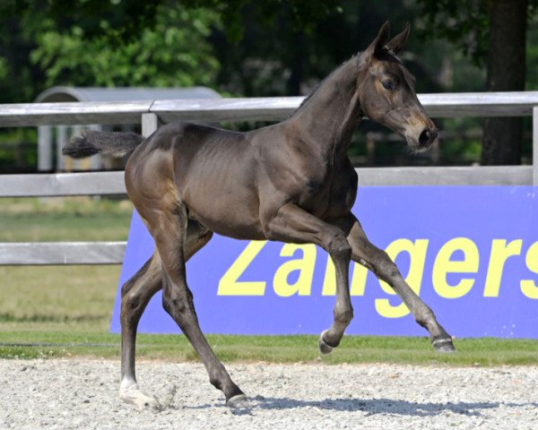 jumper Chacco Lina Jeba Z (Zangersheide riding horse, 2023, from Chacco-Blue)