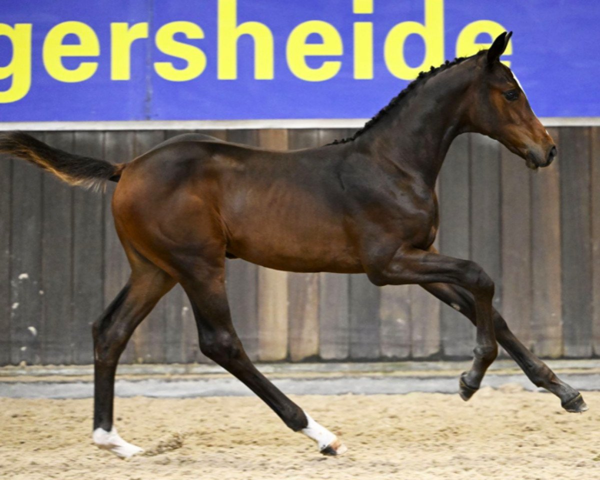 Springpferd Cute Ice Z (Zangersheide Reitpferd, 2023, von Chacco-Blue)