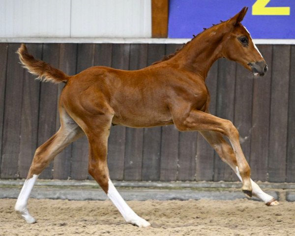 jumper Chakira van Mander Z (Zangersheide riding horse, 2023, from Chacco-Blue)