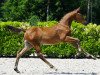 jumper Unforgettable Touch Z (Zangersheide riding horse, 2023, from United Touch S)