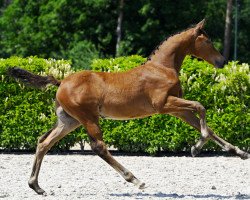 Springpferd Unforgettable Touch Z (Zangersheide Reitpferd, 2023, von United Touch S)