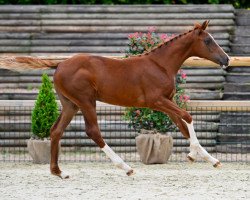 Springpferd Qeljolly du Forezan Z (Zangersheide Reitpferd, 2023, von Qlassic Bois Margot)