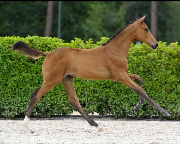 Springpferd Comme Vita vd Holstenhoeve Z (Zangersheide Reitpferd, 2023, von Comme il Faut)