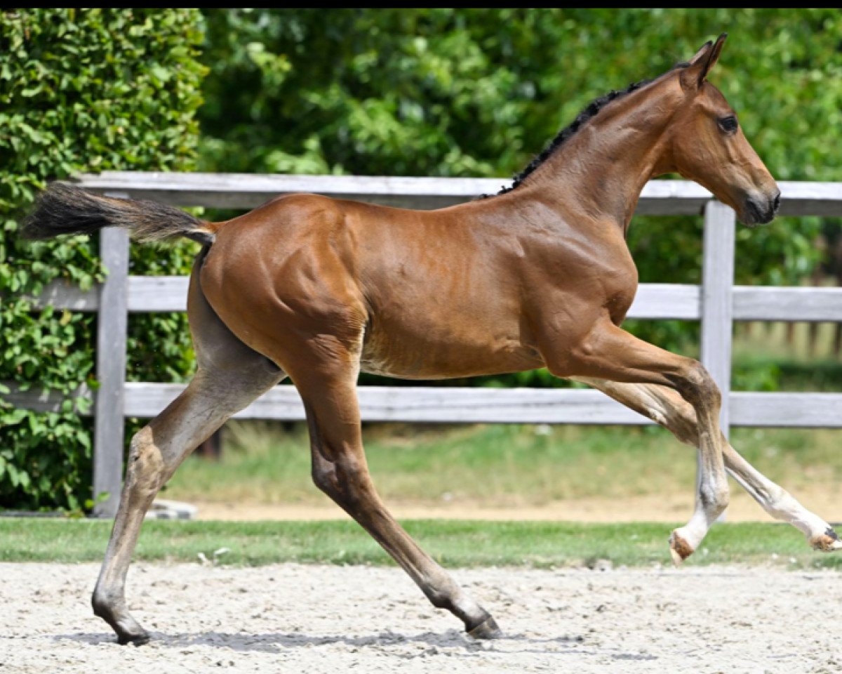 Springpferd Comme Champ FP Z (Zangersheide Reitpferd, 2023, von Comme il Faut)