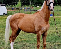 stallion Honeybrook Gold xx (Thoroughbred, 2006, from Ellusive Quest xx)