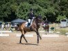 dressage horse Amiro F (KWPN (Royal Dutch Sporthorse), 2005, from Tolan R)