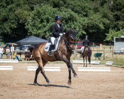 dressage horse Amiro F (KWPN (Royal Dutch Sporthorse), 2005, from Tolan R)