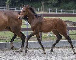 dressage horse Diamantenjunge (Hanoverian, 2023, from Diamond First)