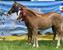 Pferd Bria vom Hasselbusch (Welsh Pony (Sek.B), 2023, von Ankumshof Kensington)