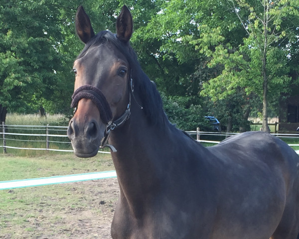 broodmare First Wave (Rhinelander, 2006, from First Grade)