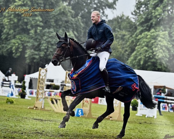 stallion Chesternov (Oldenburg show jumper, 2018, from Checkter)