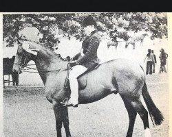 horse Shalbourne Covent Garden (British Riding Pony, 1968, from Shalbourne Wildfire)