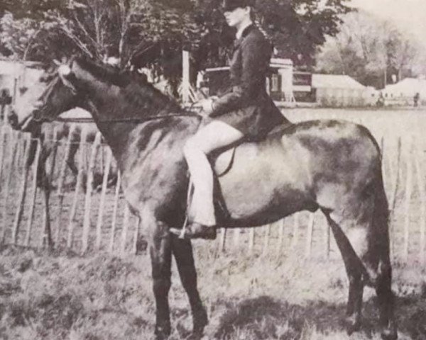 Pferd Tomatin Forest Wind (British Riding Pony, 1973, von Tomatin Golden Gorse)