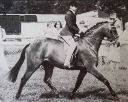 horse Rotherwood Peep-Again (Welsh Partbred, 1972, from Chirk Caradoc)