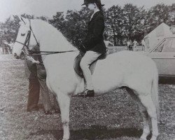 horse Catherston Telstar (Welsh Partbred, 1963, from Bubbly)