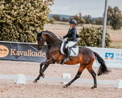 dressage horse Fischer's Fritzi (Hanoverian, 2017, from Franz Ferdinand)