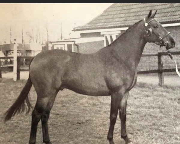 stallion Queen's Colour xx (Thoroughbred, 1962, from March Past xx)