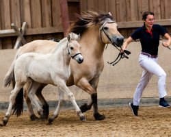 Pferd Nada (Fjordpferd, 2023, von Trollfin)