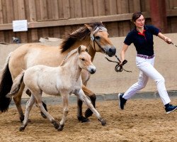 Springpferd Danouta (Fjordpferd, 2023, von Konrad)