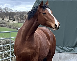 Pferd Cloney K (Württemberger, 2019, von Ciacomo)