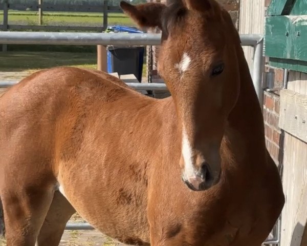 dressage horse Eddy (Hanoverian, 2023, from Eastwood)