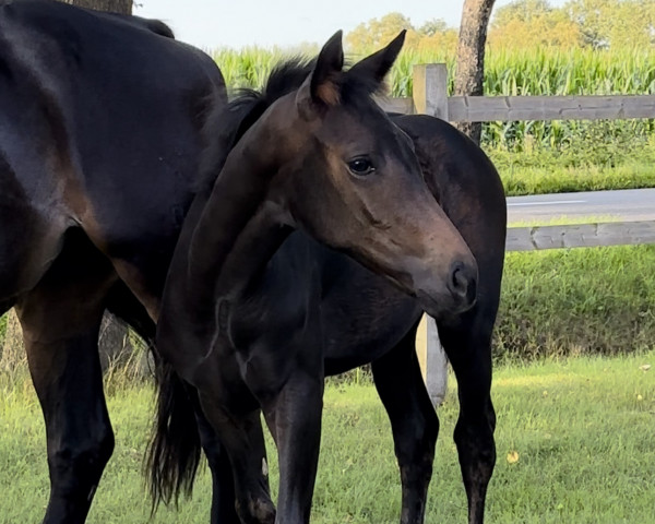 jumper Donna Athletica (Hanoverian, 2023, from Diathletico FRH)