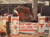 jumper Donna Dina (KWPN (Royal Dutch Sporthorse), 2008, from Ukato)