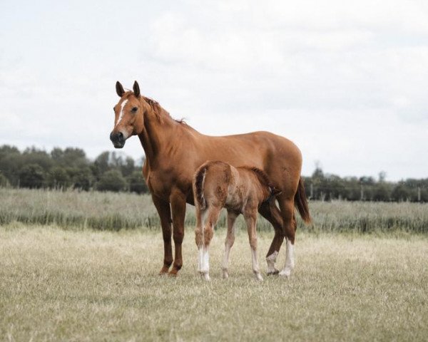 broodmare Wakira 12 (Hanoverian, 2002, from Weltmeyer)