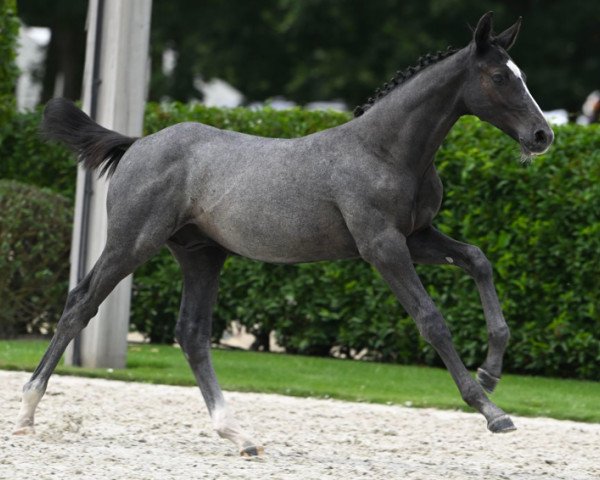 jumper Collin Tachor Z (Zangersheide riding horse, 2023, from Comme il Faut)