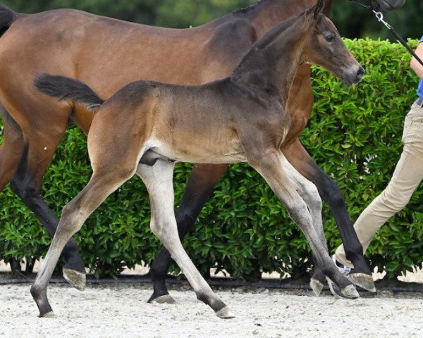 foal by Caraxes T40 Z (Zangersheide riding horse, 2023, from Conthargos)