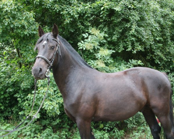 horse Benji (German Warmblood, 2017)