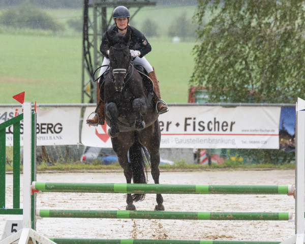 jumper Callidora 4 (Oldenburg show jumper, 2019, from Conthargos)