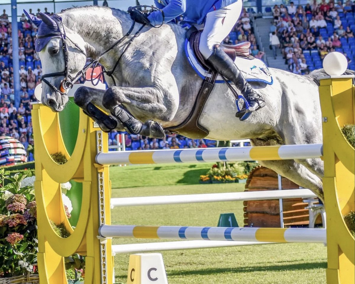 stallion Condor One Z (Rhinelander, 2015, from Codex One)